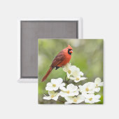 Kardinal auf Dogwood Tree Magnet (Vorderseite/Rückseite)