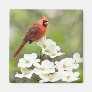 Kardinal auf Dogwood Tree Magnet