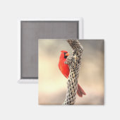 Kardinal auf einem Cholla Magnet (Vorderseite/Rückseite)