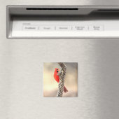 Kardinal auf einem Cholla Magnet (In Situ (Geschirrspüler))