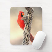 Kardinal auf einem Cholla Mousepad (Mit Mouse)