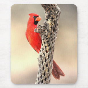 Kardinal auf einem Cholla Mousepad