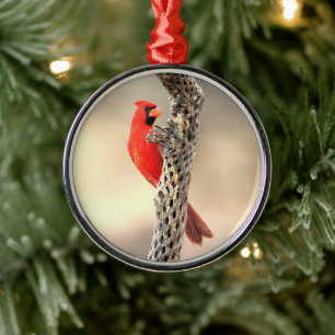 Kardinal auf einem Cholla Ornament Aus Metall