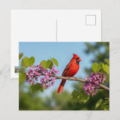 Kardinal auf einem Redbud-Zweig Postkarte (Vorne/Hinten)