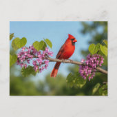 Kardinal auf einem Redbud-Zweig Postkarte (Vorderseite)
