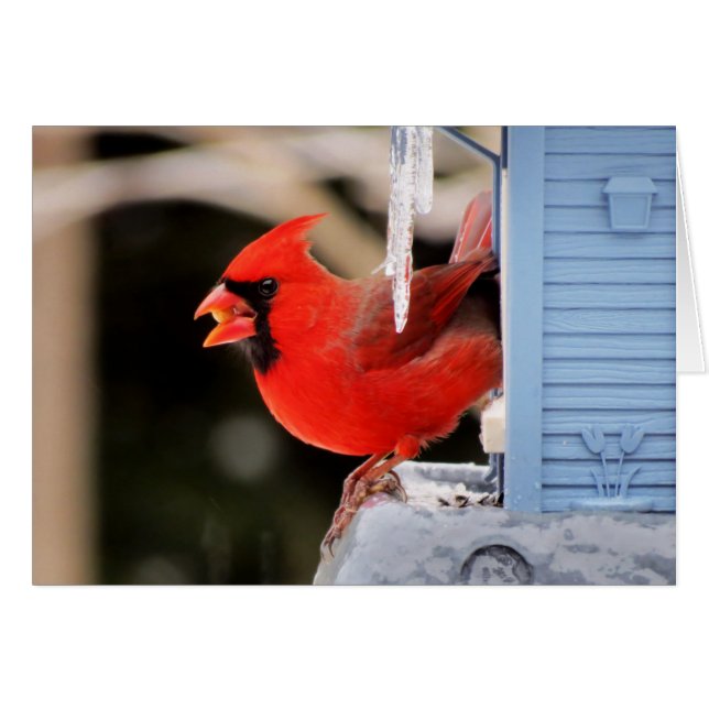 Kardinal auf Eis - Vogel (Vorderseite (Horizontal))