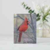 Kardinal auf Zaun - 2009 Postkarte (Stehend Vorderseite)