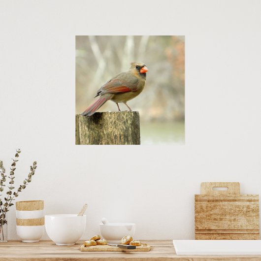 Kardinal auf Zaunplakat Poster (Küche)