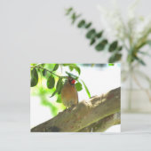 Kardinal Backyard Bird Postkarte (Stehend Vorderseite)