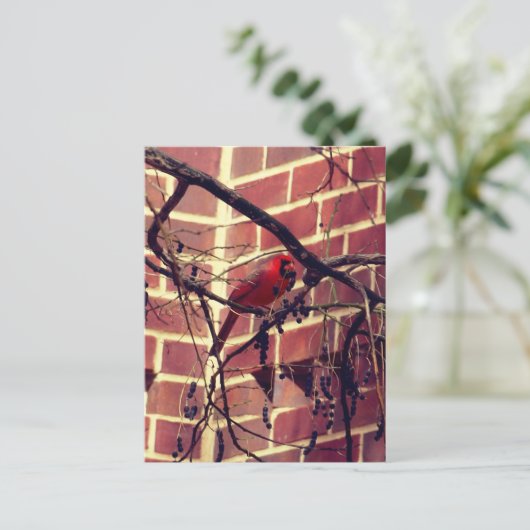 Kardinal bei 43's Library Postkarte (Stehend Vorderseite)