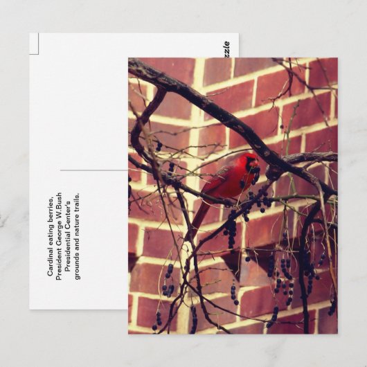 Kardinal bei 43's Library Postkarte (Vorne/Hinten)