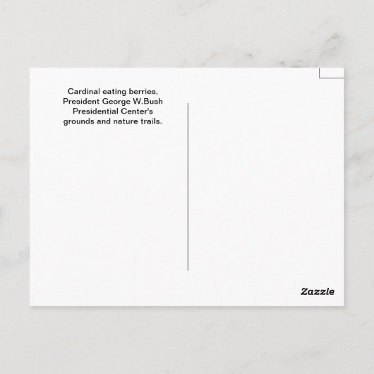 Kardinal bei 43's Library Postkarte (Rückseite)