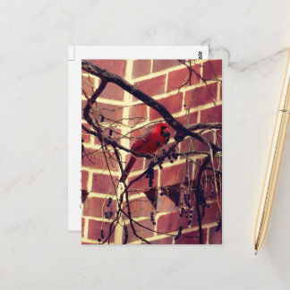 Kardinal bei 43's Library Postkarte