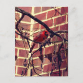 Kardinal bei 43's Library Postkarte (Vorderseite)