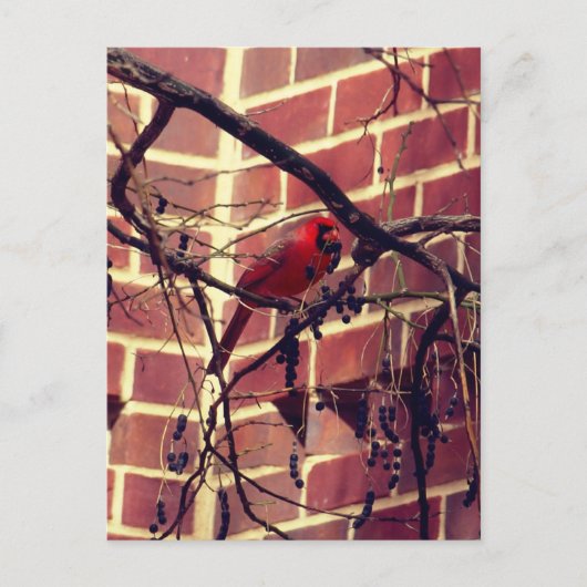 Kardinal bei 43's Library Postkarte (Vorderseite)
