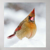 Kardinal Bird Female Snow Poster (Vorne)