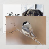 Kardinal Bird im Winter Feiertagskarte (Vorne/Hinten)