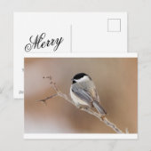 Kardinal Bird im Winter Feiertagspostkarte (Vorne/Hinten)