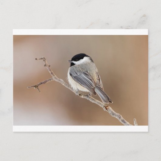 Kardinal Bird im Winter Feiertagspostkarte (Vorderseite)
