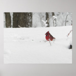 Kardinal Bird im Winter Snow Foto Poster