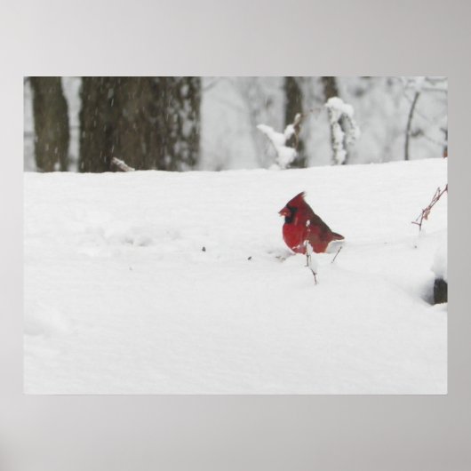 Kardinal Bird im Winter Snow Foto Poster (Vorne)