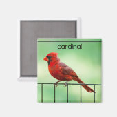 Kardinal Bird Kühlschrank Magnet (Vorderseite/Rückseite)