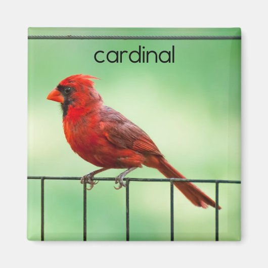 Kardinal Bird Kühlschrank Magnet (Vorne)