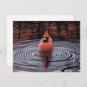 Kardinal Bird macht Bath Postkarte (Vorne/Hinten)