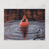 Kardinal Bird macht Bath Postkarte (Vorderseite)