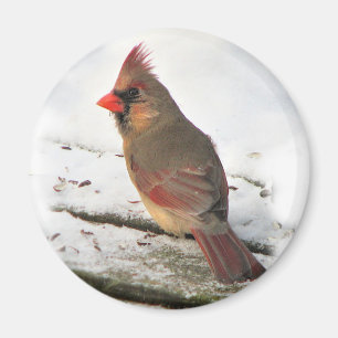 Kardinal Bird Magnet