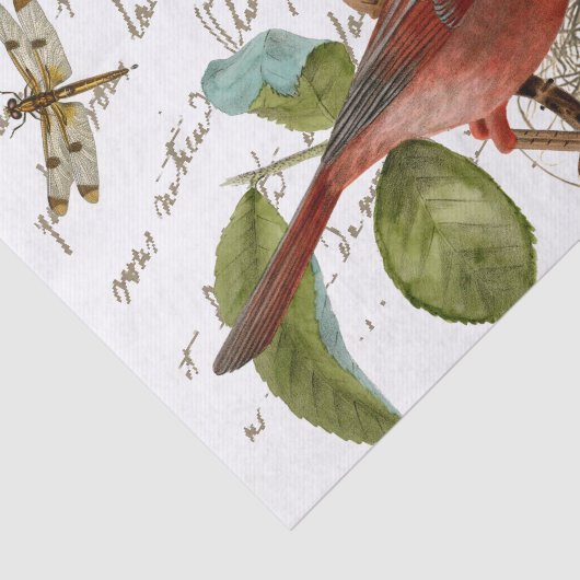 Kardinal Bird Nest Dragonfly Französische Skriptmu Seidenpapier (Ausschnitt)