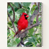 Kardinal (Bird) Notebook, 8.5 x 11 + Notizblock (Rückseite)