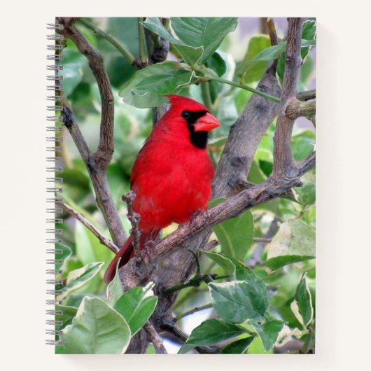 Kardinal (Bird) Notebook, 8.5 x 11 + Notizblock (Vorderseite)
