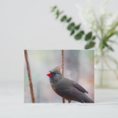Kardinal Bird Postkarte (Stehend Vorderseite)