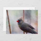 Kardinal Bird Postkarte (Vorne/Hinten)