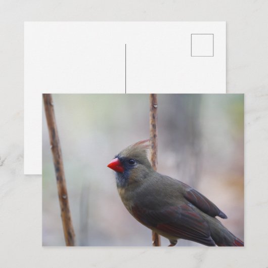 Kardinal Bird Postkarte (Vorne/Hinten)