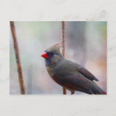 Kardinal Bird Postkarte (Vorderseite)