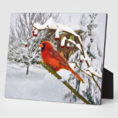 Kardinal Bird, Schnee, Winter Fotoplatte (Seite)