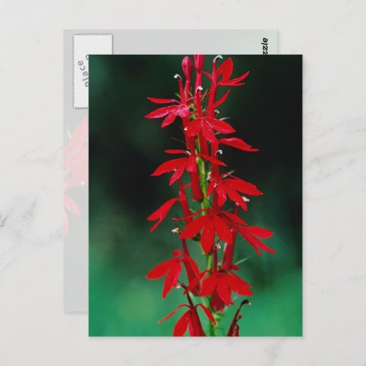 Kardinal Blume Blume Postkarte (Vorne/Hinten)