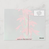 Kardinal Blume Blume Postkarte (Rückseite)