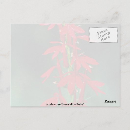 Kardinal Blume Blume Postkarte (Rückseite)