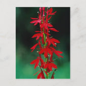 Kardinal Blume Blume Postkarte (Vorderseite)