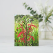 Kardinal Blume, Lobelia cardinalis Postkarte (Stehend Vorderseite)