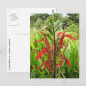 Kardinal Blume, Lobelia cardinalis Postkarte (Vorne/Hinten)