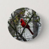 Kardinal Button (Vorderseite)