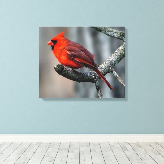 Kardinal Canvas Print Leinwanddruck (Insitu (Holzboden))