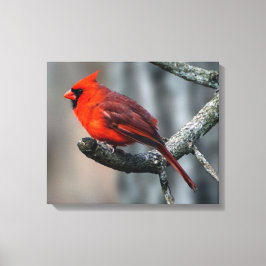 Kardinal Canvas Print Leinwanddruck