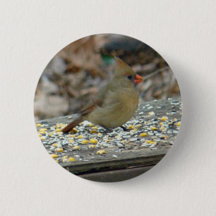 Kardinal (Cardinalis cardinalis) Weibliche Songbir Button