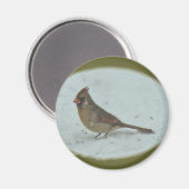 Kardinal (Cardinalis cardinalis) Weibliche Songbir Magnet (Vorderseite/Rückseite)