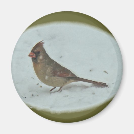 Kardinal (Cardinalis cardinalis) Weibliche Songbir Magnet (Vorne)